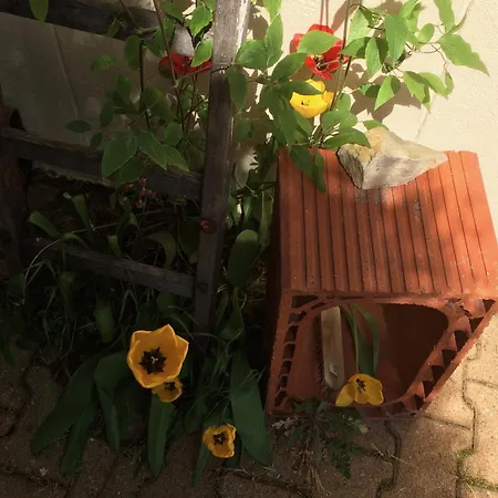Bed & Breakfast Dort 3*